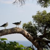 Gorbio, Peillon a La Turbie