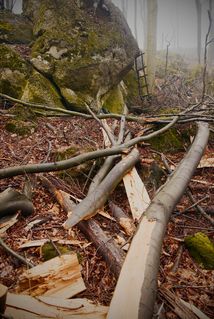Rozbehy — Bojková