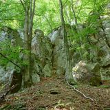 Sekaniny