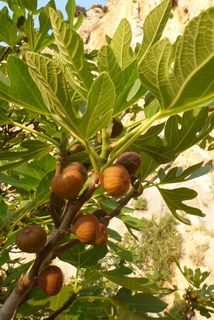 Kalymnos
