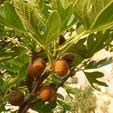 Kalymnos