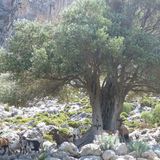 Kalymnos